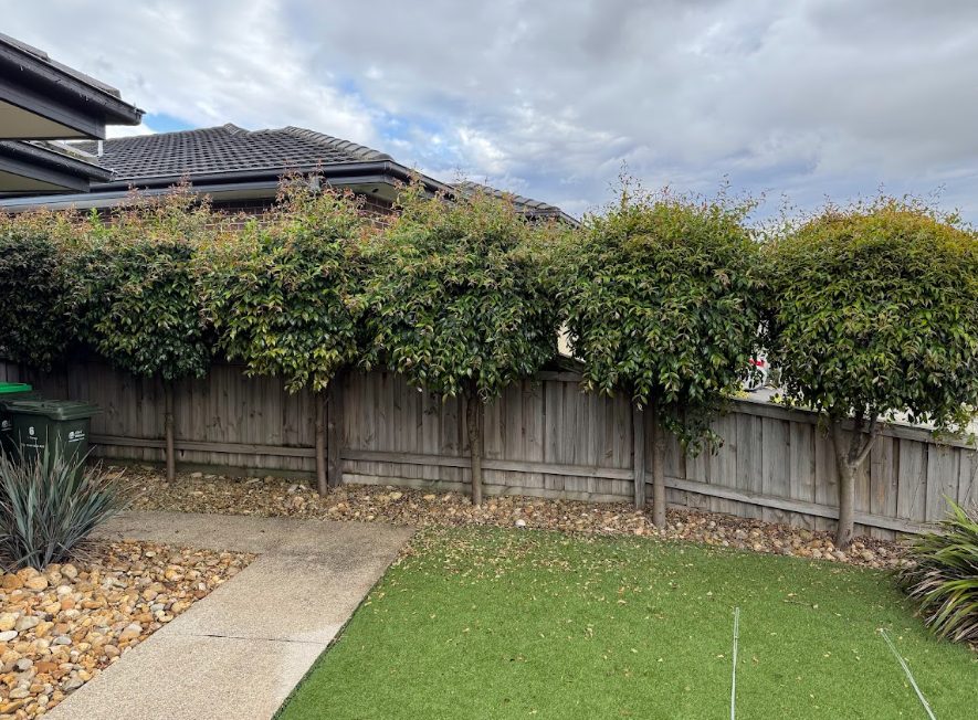  Pittosporum