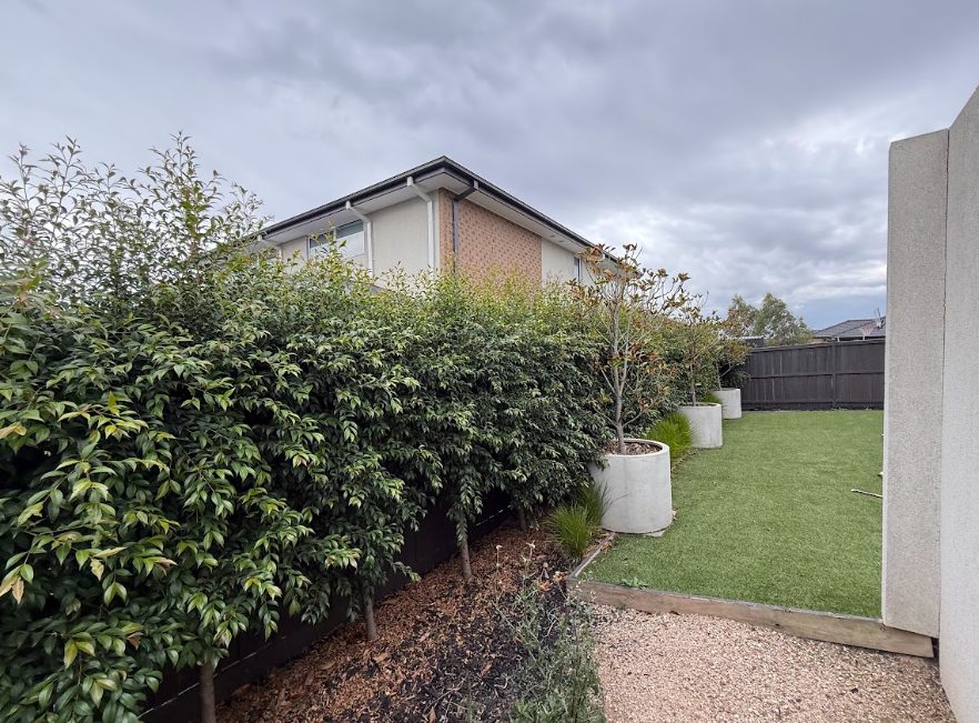 hedge trimming