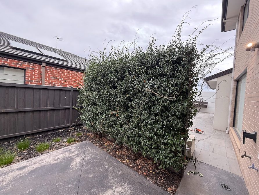 hedge