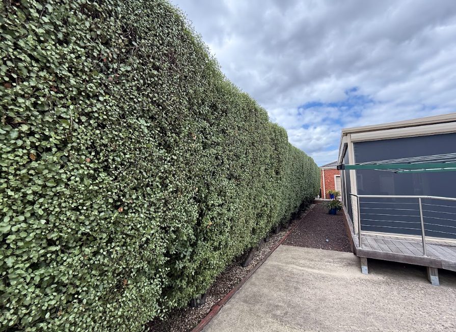 hedge trimming