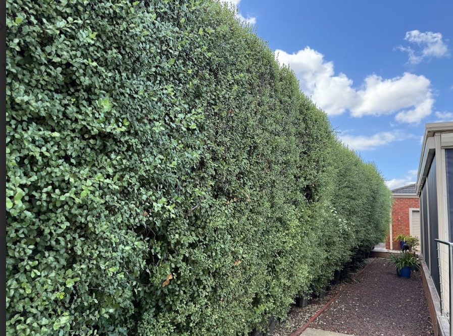 hedge trimming