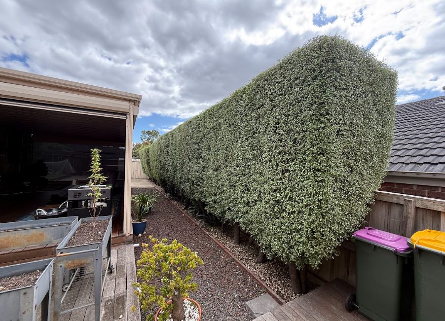 hedge trimming