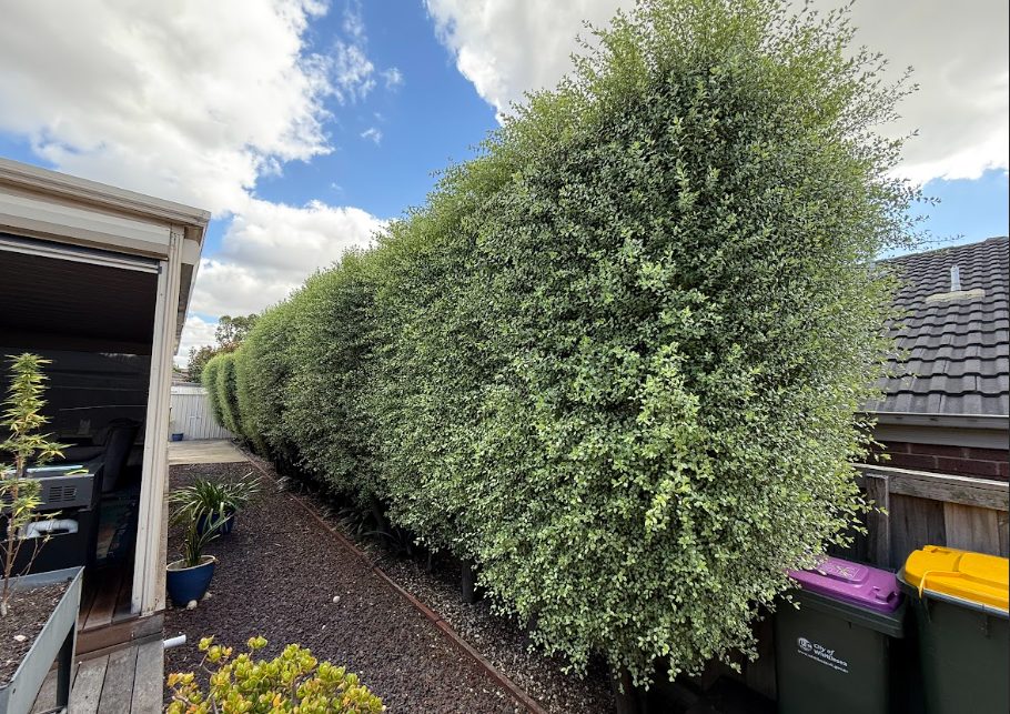 hedge trimming