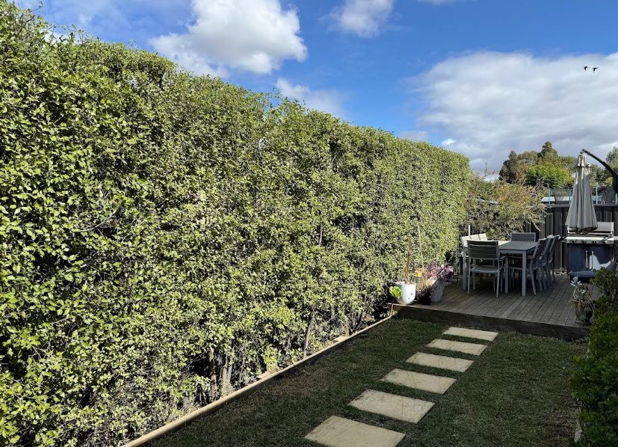 hedge trimming