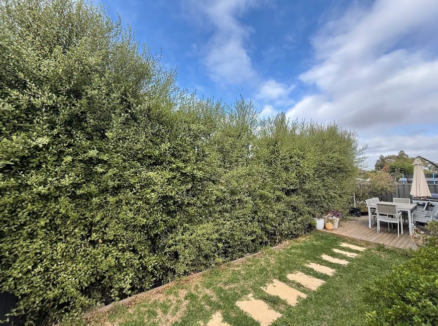 hedge trimming